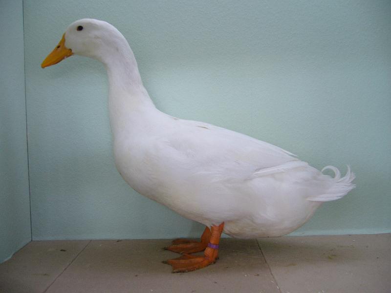 Muenster 2008 115.jpg - Amerikanische Pekingenten weiss von Marvin Feldmeyer Preis HV 96 LVEJ